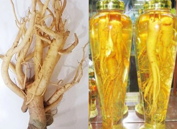 1kg đinh lăng tươi ngâm bao nhiêu lít rượu?