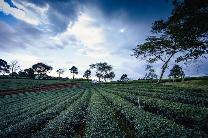Những hàng chè xanh ngắt, trải dài đến vô tận tại đồi chè Tâm Châu Bảo Lộc làm ai nấy đều ấn tượng khi được ghé thăm.