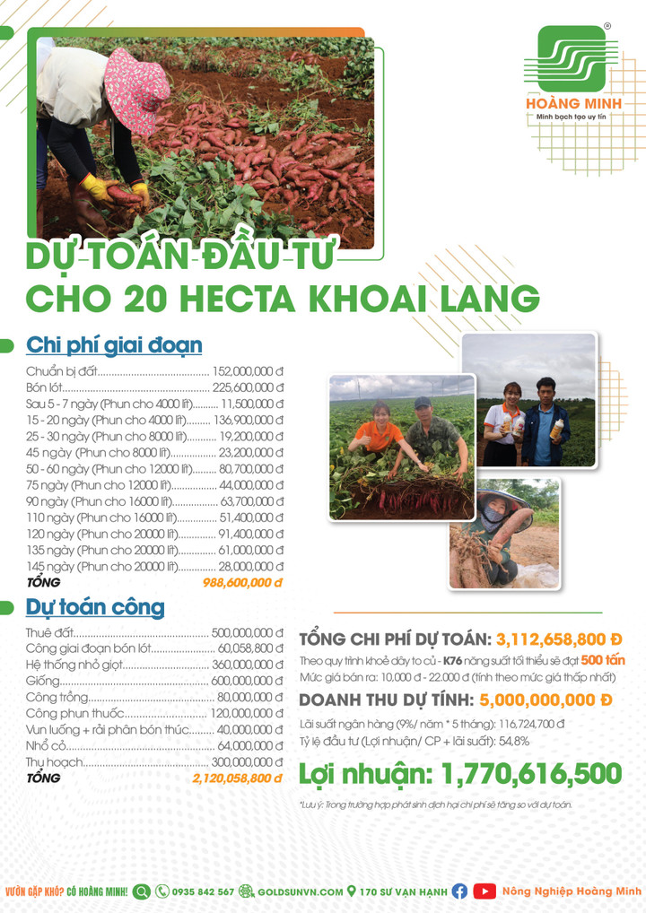 Dự toán đầu tư cho 20 hecta khoai lang.