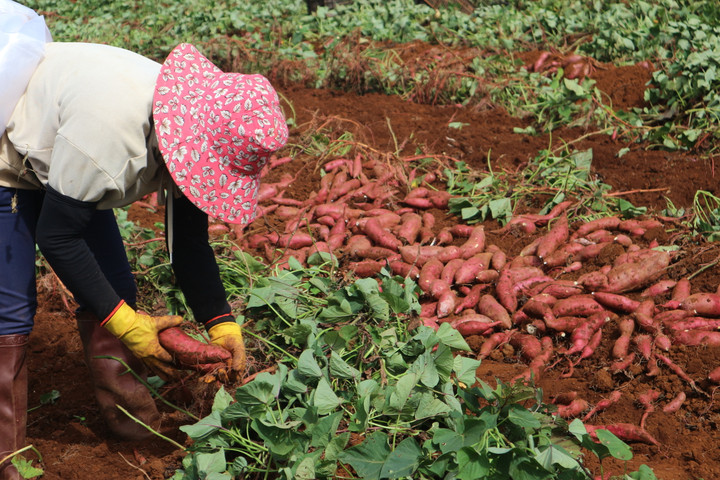 Giai đoạn khoai lang tập trung xuống củ, nặng ký.