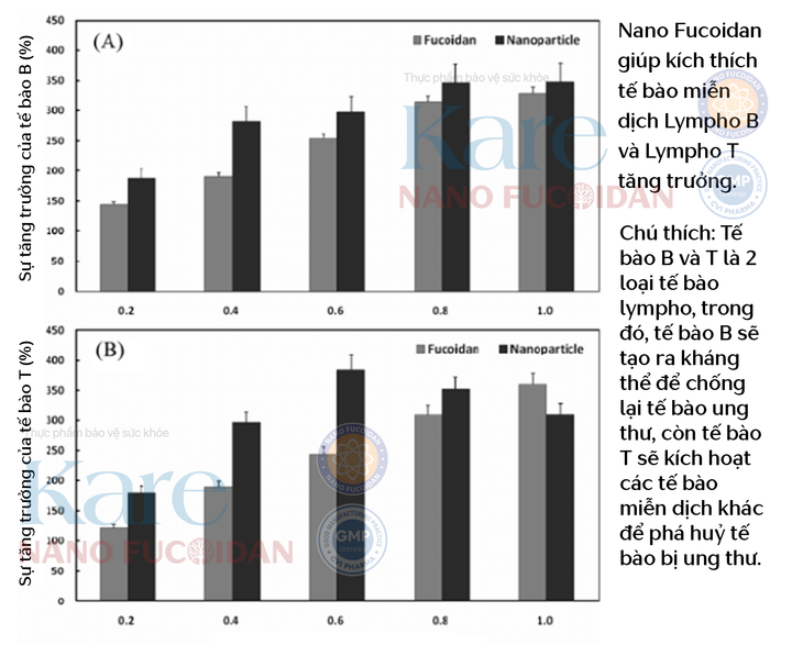 Tế bào miễn dịch phát triển tốt dưới sự tác động của Nano Fucoidan.