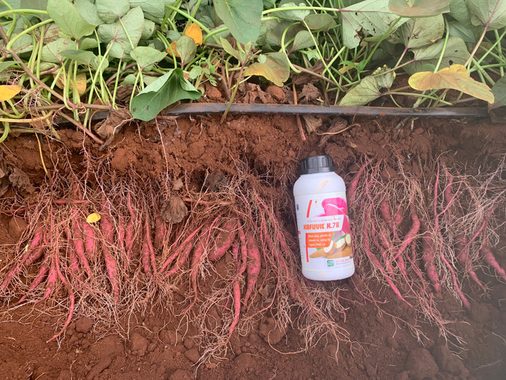 K76 giúp khỏe dây, to củ.