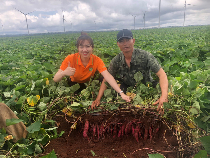 Giai đoạn này khoai lang cần tập trung dinh dưỡng nuôi củ lớn mạnh.