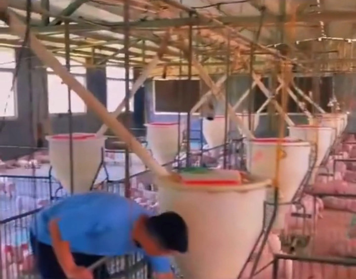 Trang trại này có hơn 800 nhân viên, mỗi nhân viên chịu trách nhiệm chăm sóc cho khoảng 1.500 con lợn.