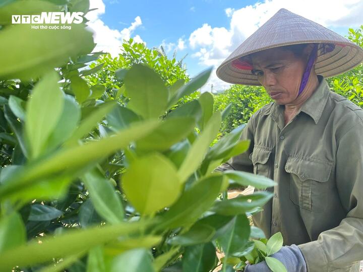 Ông Tài sang làm vườn cho nhà anh Thu mà không cần bất cứ đồng tiền công nào. Thay vào đó, đến khi vườn nhà ông Tài cần sửa, anh Thu sẽ qua phụ giúp.