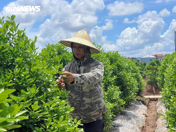 Hiện là thời điểm cây quất chuẩn bị ra hoa, vì thế người trồng phải bấm tỉa lộc non để tạo dáng cho cây.