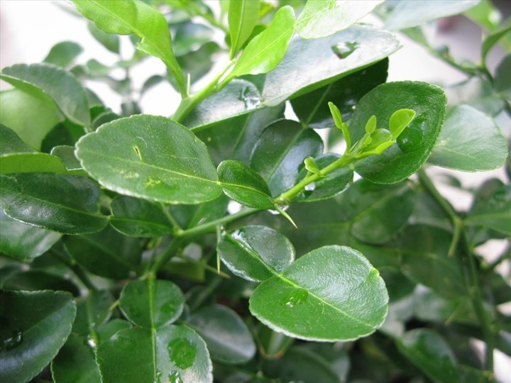 Mẹo thái lá chanh nhỏ hơn sợi chỉ: Chọn những lá chanh tươi, không quá già.