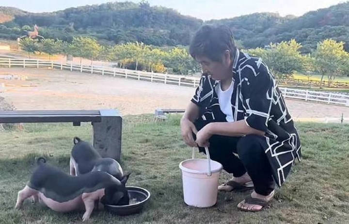 Sao gạo cội bỏ phố về quê, nuôi lợn và làm việc đồng áng làm thú vui ở tuổi 70.