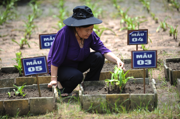 TS.DS Nguyễn Thị Ngọc Trâm đã đi nhiều nơi trên cả nước để sưu tầm và phân loại giống cây trinh nữ hoàng cung.