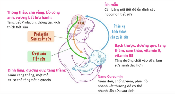 Ảnh hưởng của các thảo dược tới việc tiết sữa mẹ.