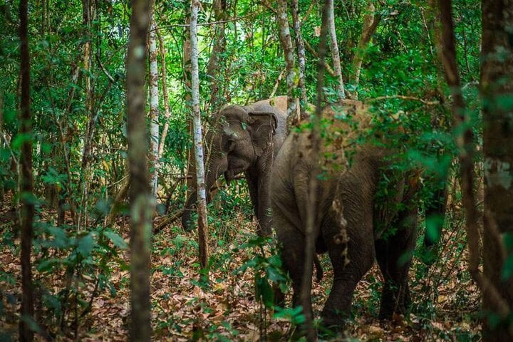 Đến vườn quốc gia Yok Đôn bạn không chỉ được khám phá thiên nhiên xanh mát mà còn có thể tìm kiếm các cá thể voi đang đi kiếm ăn tự do.