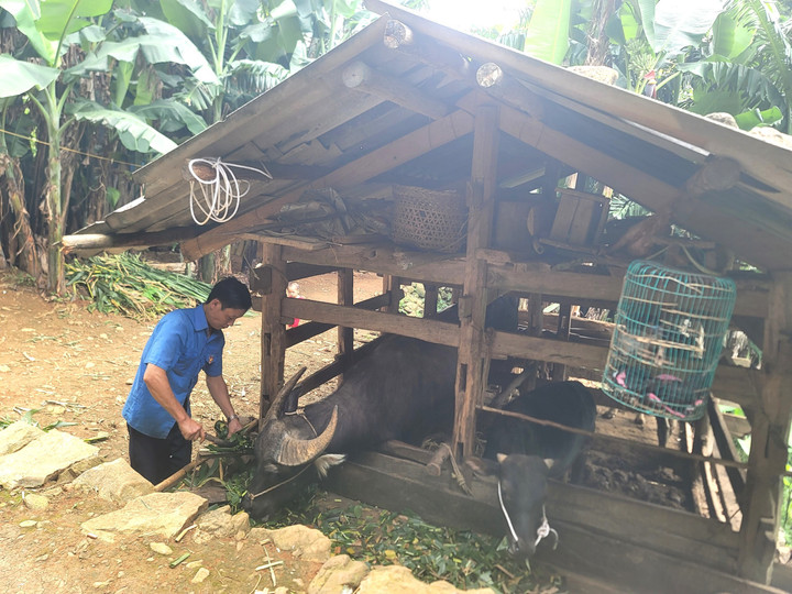 Cũng như nhiều hộ nghèo khác trong xã, già đình anh Lý Văn Nó đã được chính quyền địa phương hỗ trợ cấp trâu, bò giúp gia đình có thêm sinh kế, góp phần xóa đói, giảm nghèo bền vững.