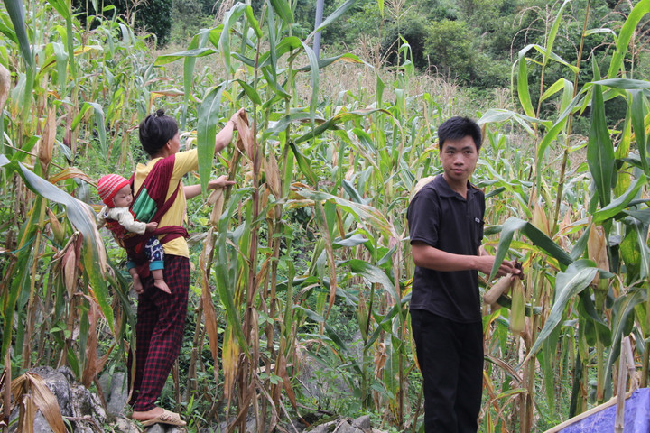 Gia đình anh Sùng Văn Đình động viên, bảo ban nhau nuôi thêm lợn gà, trồng ngô, lạc, gừng... nên cuộc sống từng bước được cải thiện và có thêm thu nhập.