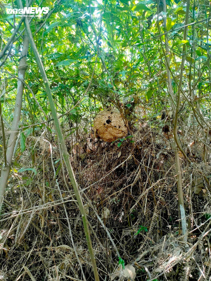 Một tổ ong vò vẽ.