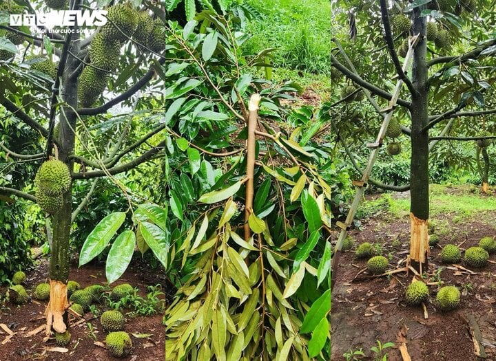 Theo lãnh đạo UBND thị xã Buôn Hồ và huyện Ea H’leo, hiện công an đang điều tra, xác minh, thu thập thông tin để truy tìm kẻ phá hoại cây và trái sâu riêng tại các nhà vườn trên địa bàn.