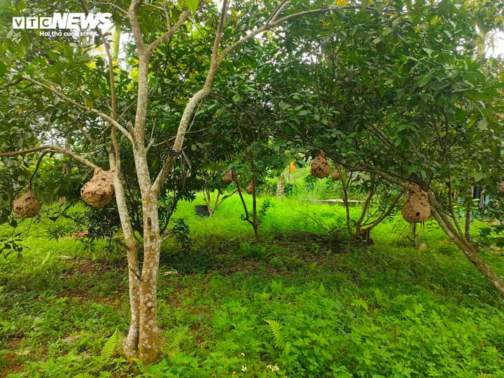 Vườn ong gần trăm tổ của anh Thế Anh.