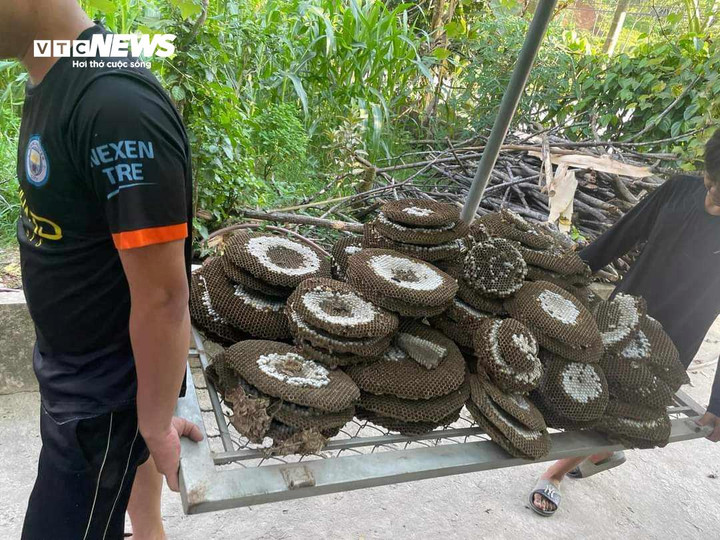 Những tảng ong chắc nhộng được anh Thế Anh khai thác.