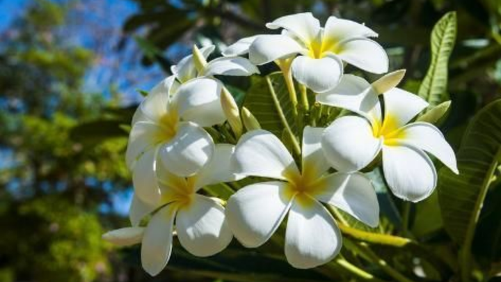 Hoa đại đẹp nhưng nhiều người kiêng không trồng cây hoa đại trước nhà (Ảnh:Pinterest)