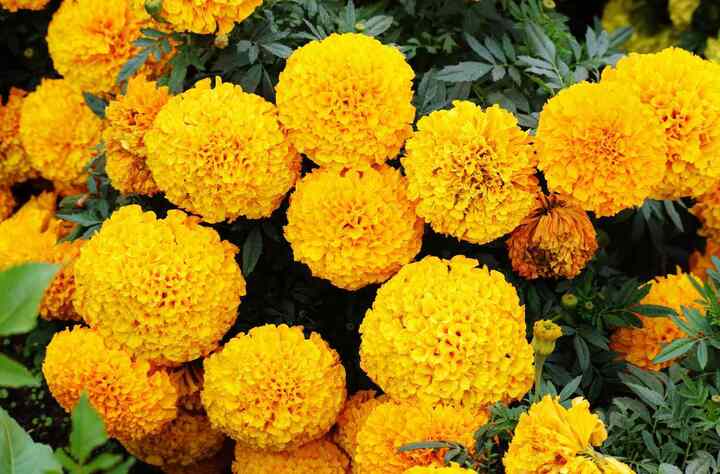 Cúc vạn thọ có mùi hắc nồng lại thu hút côn trùng nên gây phiền toái và ảnh hưởng không tốt đến sức khỏe các thành viên trong gia đình. (Ảnh:The Spruce)