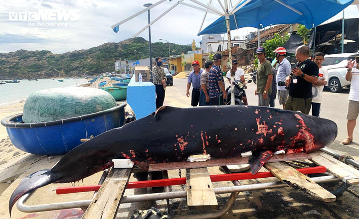 Cá voi nặng hơn 300 kg dạt bờ biển xã Nhơn Lý trong tình trạng bị thương nặng.