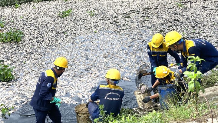 Cá chết chủ yếu là rô phi, có trọng lượng 0,3 - 0,5kg.