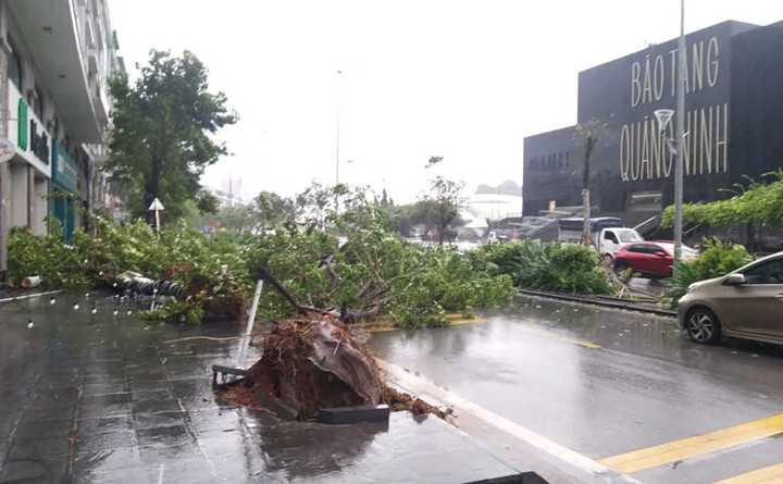 Khu vực đường Trần Quốc Nghiễn (TP Hạ Long), đoạn qua Bảo tàng tỉnh Quảng Ninh, nhiều hàng cây bị gió quật đổ.