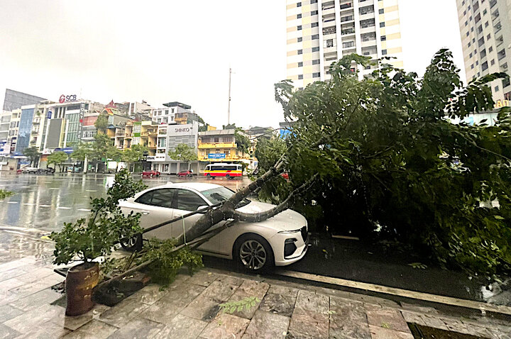 Cây xanh bật gốc, đè vào ô tô đỗ trên đường. (Ảnh: Báo Quảng Ninh)