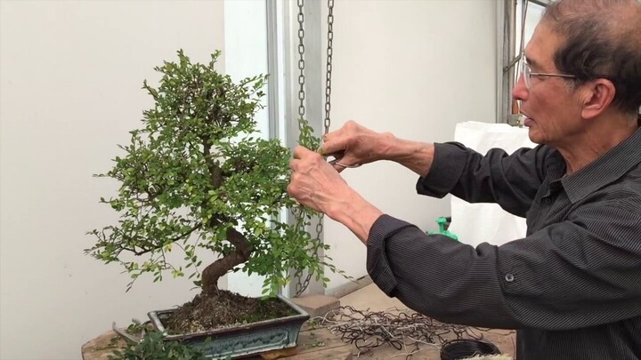 Bonsai là loại cây cắt tỉa càng sớm càng đẹp. (Ảnh: Dengarden)