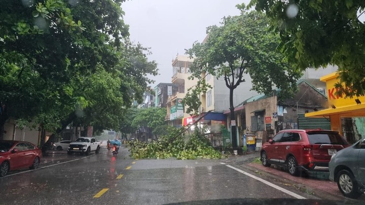 Nhiều cây xanh gãy đổ trên các tuyến phố thuộc TP Hạ Long.