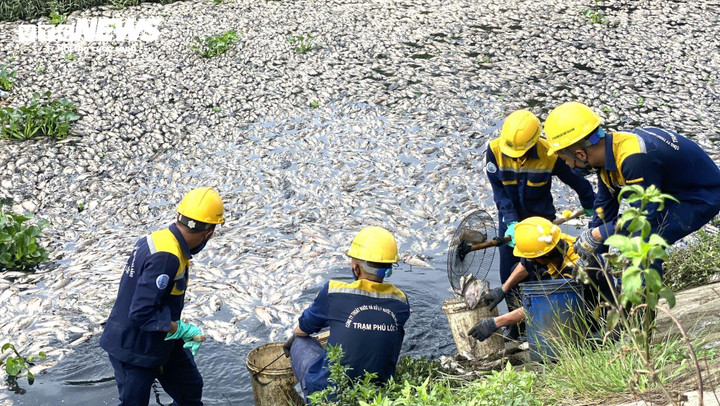 Công nhân thu gom cá chết để đưa đi chôn lấp.