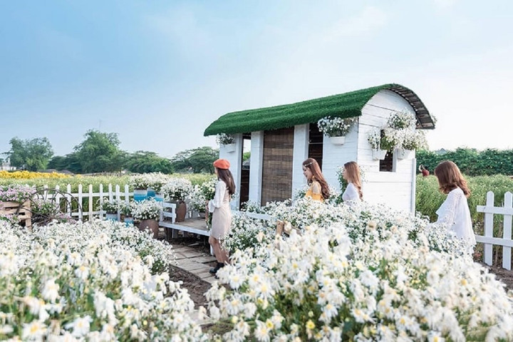 Thảo nguyên hoa nằm trên bãi Thạch Cầu, thuộc địa phận phường Long Biên, Hà Nội.