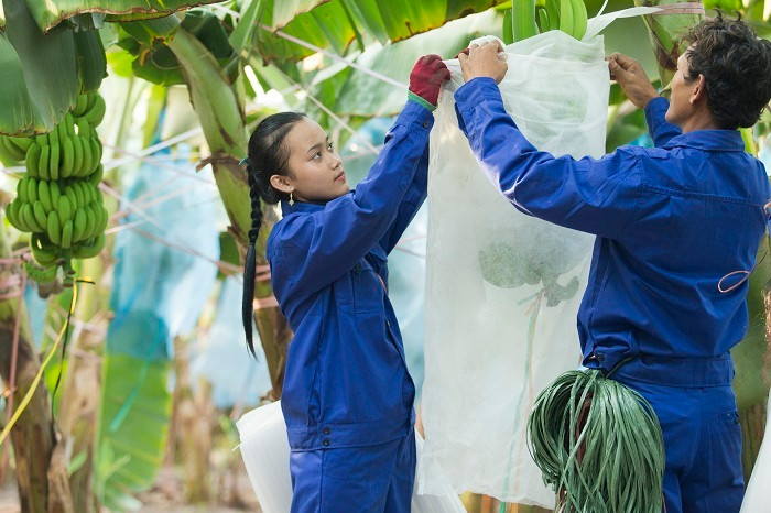 HAGL Agrico thành lập năm 2010, khi bầu Đức tái cấu trúc Hoàng Anh Gia Lai, kinh doanh ở lĩnh vực nông nghiệp với 2 mảng chính là trồng cao su và trái cây. (Ảnh: HNG)