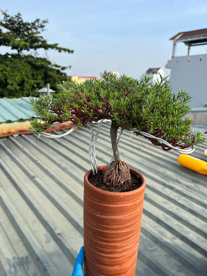 Độc đáo bonsai hoa mười giờ có giá lên tới cả triệu đồng - 3