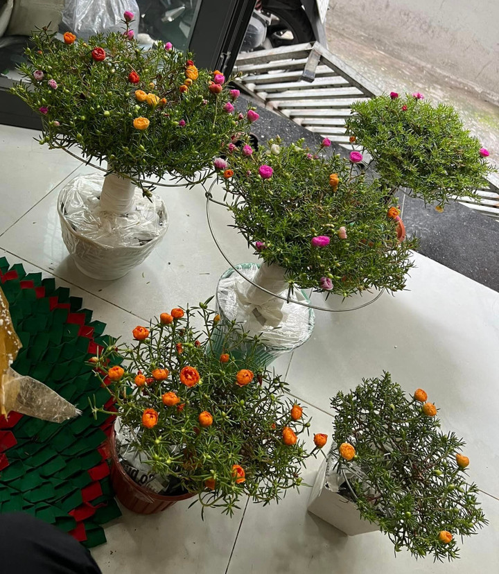 Độc đáo bonsai hoa mười giờ có giá lên tới cả triệu đồng - 4