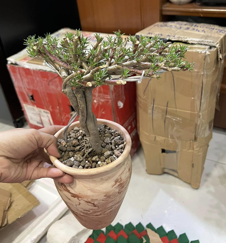 Độc đáo bonsai hoa mười giờ có giá lên tới cả triệu đồng - 6
