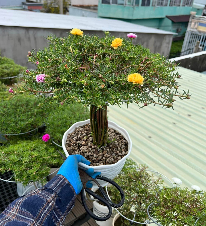 Độc đáo bonsai hoa mười giờ có giá lên tới cả triệu đồng - 2
