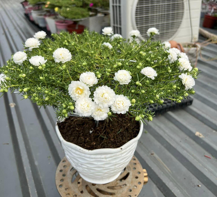 Độc đáo bonsai hoa mười giờ có giá lên tới cả triệu đồng - 5