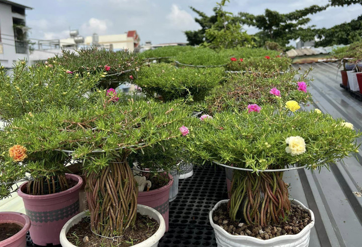 Một số chậu hoa mười giờ bonsai độc đáo. (Ảnh: NVCC)
