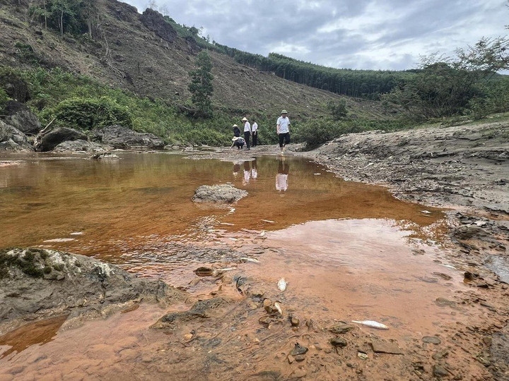 Cá chết dạt vào bờ ở suối Bắc huyện Quỳ Hợp