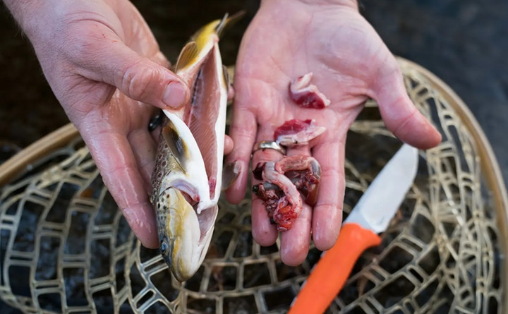Ruột là bộ phận cực tanh ở cán. (Ảnh: The meat eater)