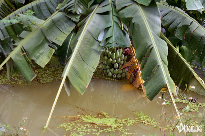Cây trồng của bà con bị ngập nước. (Ảnh: Đinh Tiến Cường)