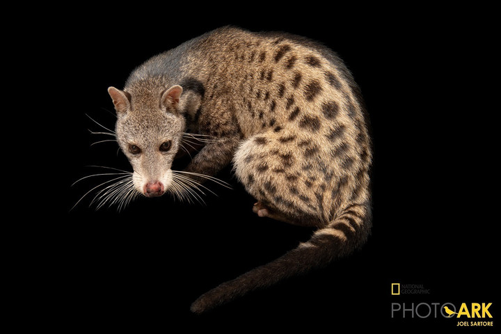 Đoàn nhiếp ảnh National Geographic 'đổ bộ' Vinpearl Safari Phú Quốc - 7