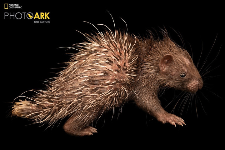 Đoàn nhiếp ảnh National Geographic 'đổ bộ' Vinpearl Safari Phú Quốc - 8