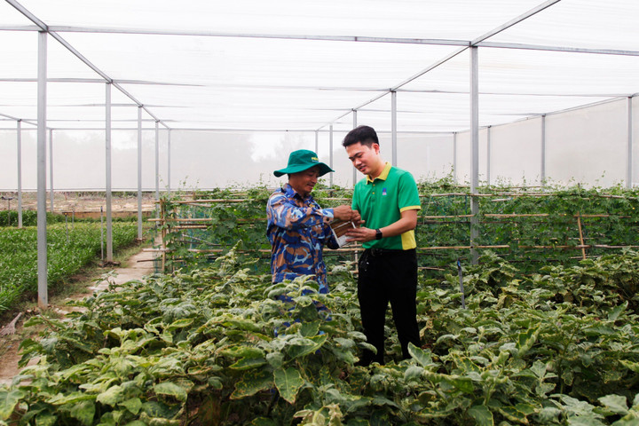 Hướng dẫn các chiến sĩ sử dụng phân bón để chăm sóc cây trồng hiệu quả.