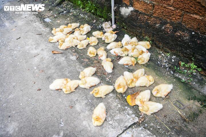 'Rốn lũ' Hà Nội: Người chèo thuyền tìm vịt lạc, người xót xa nhìn gà chết cả đàn - 8
