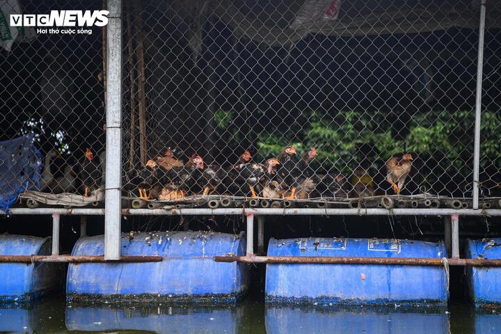 Gà được nuôi trên những chuồng phao tránh lũ. (Ảnh: Đức Anh)