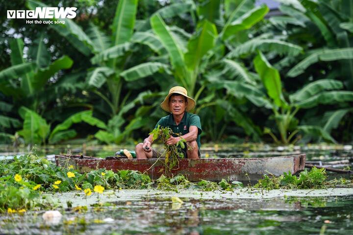 Ông Nguyễn Văn Hòa cắt những cây mướp nổi trên mặt nước. (Ảnh: Đức Anh)