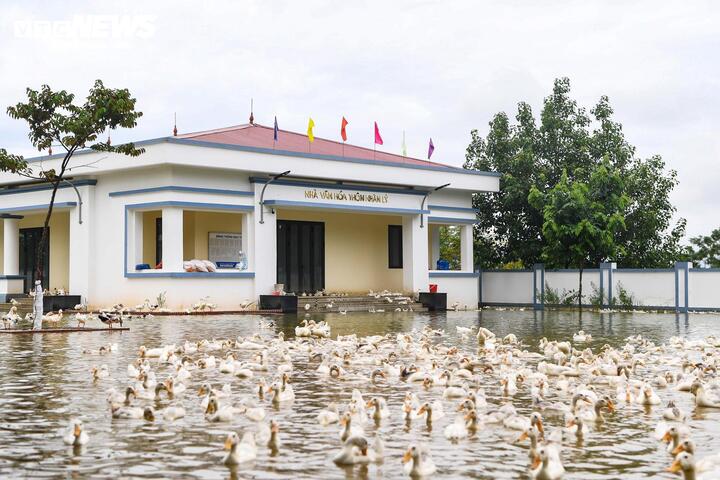 'Rốn lũ' Hà Nội: Người chèo thuyền tìm vịt lạc, người xót xa nhìn gà chết cả đàn - 7
