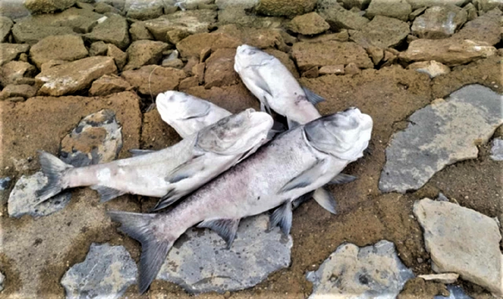 Cá nặng khoảng 3-5kg chết trắng tại hồ Rào Đá. (Ảnh: H.T)