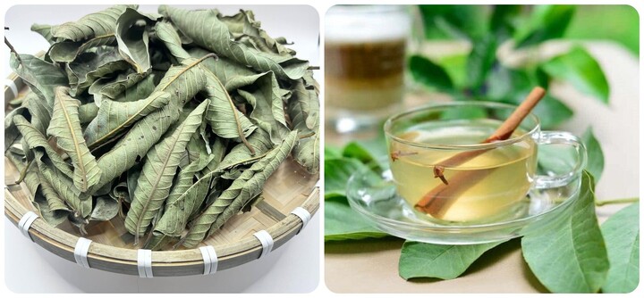 Lá ổi tốt cho sức khoẻ nhưng không phải ai cũng có thể uống được